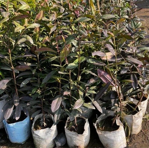 product jpeg 500x500 (2).jpg