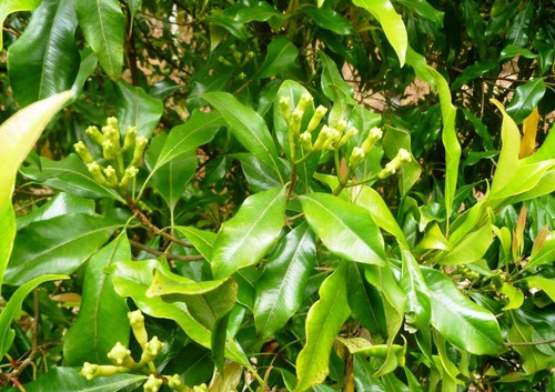 clove live plant syzygium aromat.jpg