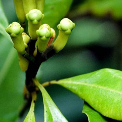 clove plant (1).jpg