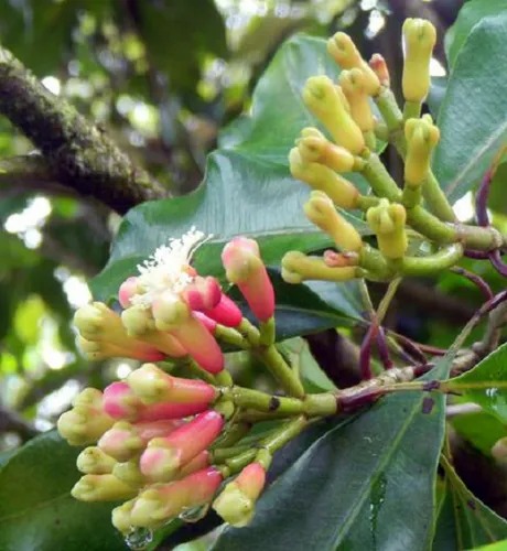 clove plant 500x500.jpg