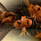 227649 462006427181558 1348831376 n