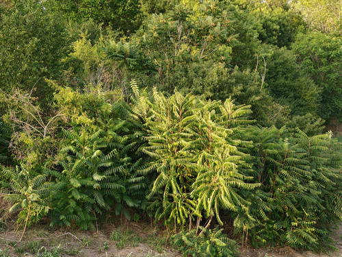 IMG20250829181253 (2X zoom)