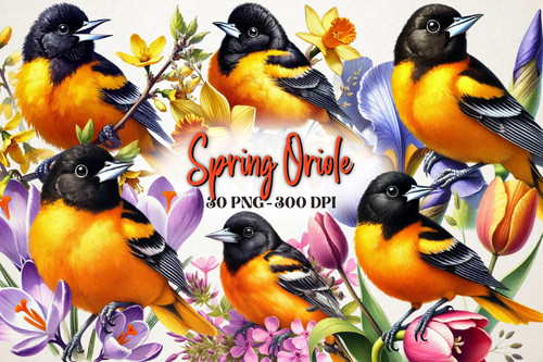 Spring Baltimore Oriole Bird Clipart 113067996.jpg