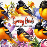 Spring Baltimore Oriole Bird Clipart 113067996