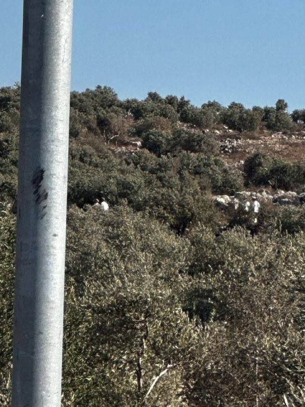 مستوطنون يهاجمون أطراف قرية روجيب شرق نابلس، بحماية قوات الاحتلال....