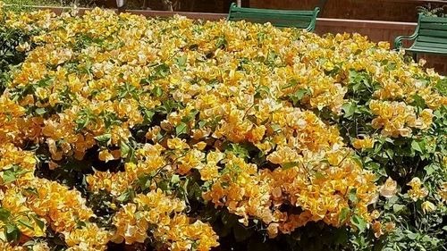 flowering plants4 500x500.jpg