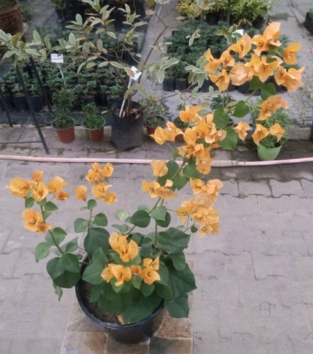 bougainvillea yellow flowering p.jpg