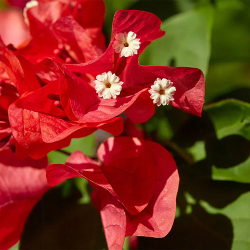 bougainvillearubyred paperflower.jpg