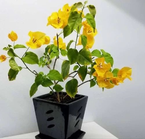 yellow bougainvillea plant 500x5.jpg