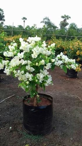 img 20170527 wa0012 500x500.jpg