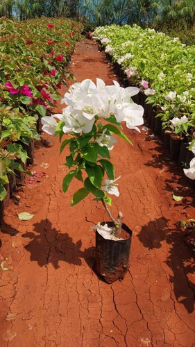 begambelia plants.jpg