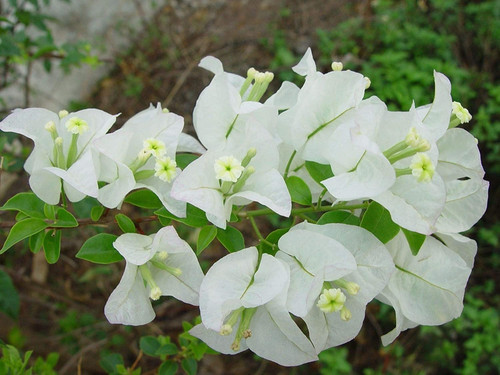 bougainvillea white plant.jpg