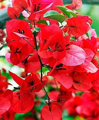 red bougainvillea plant.jpg