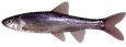 silvermonnow.png