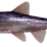 silvermonnow