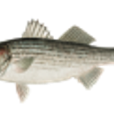 strippedbass