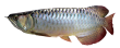 arowana.png