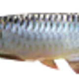 arowana