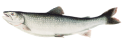 laketrout.png