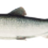 laketrout
