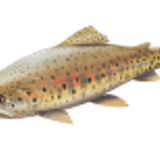 lahontantrout