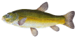 tench.png