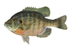 bluegill.png