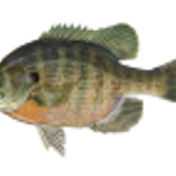 bluegill