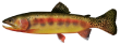 goldentrout.png