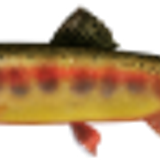 goldentrout
