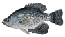 blackcrappie.png