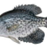 blackcrappie