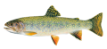 brooktrout.png