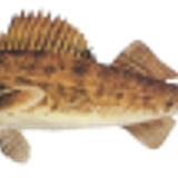 walleye