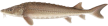 lakesturgeon.png