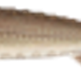 lakesturgeon