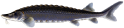 palidsturgeon.png