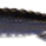 palidsturgeon