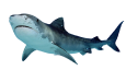 shark.png