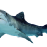shark