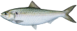 americanshad.png
