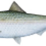 americanshad