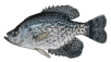 crappie.png