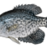 crappie