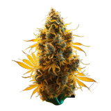 weed og kush.png