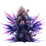 weed purple haze