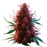 weed white widow.png