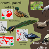 Aziatische volières 1