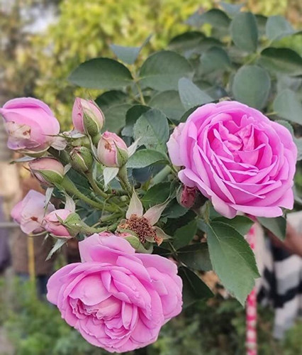 perennial yes yes live pink desi.jpg