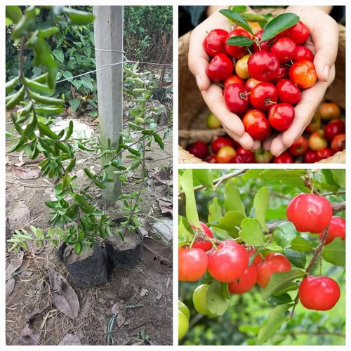 product jpeg (1).jpg